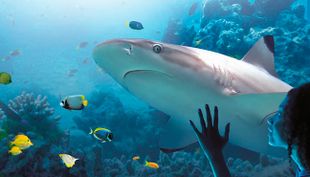 sea life