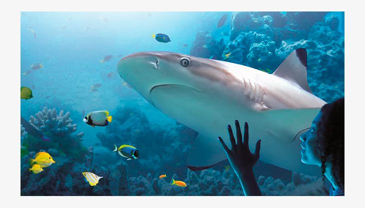 sea life