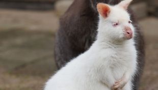 tierpark fauna