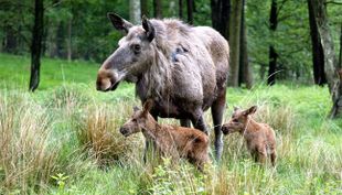 wildpark