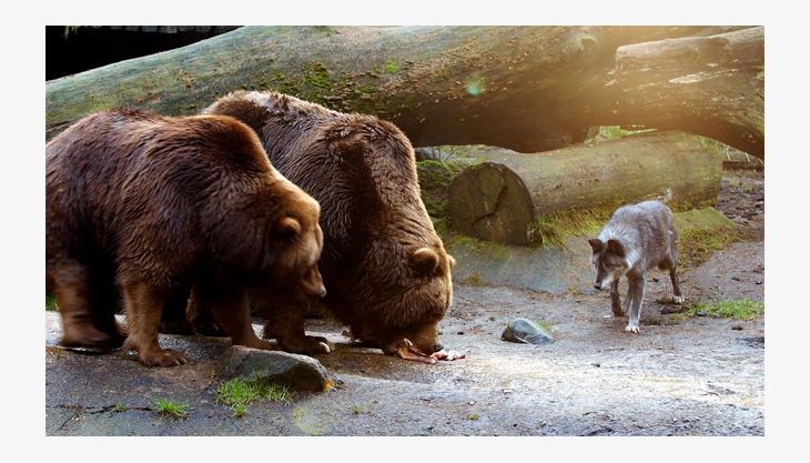 wildpark