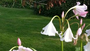Flora und Botanischer Garten - Köln (17)