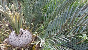 Flora und Botanischer Garten - Köln (8)