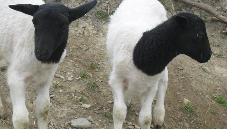 Kindergeburtstag auf dem Bauernhof - Gut Hixholz (9)