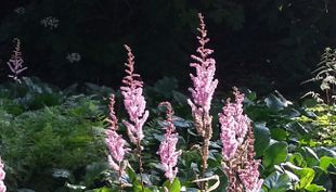 Flora und Botanischer Garten - Köln (4)