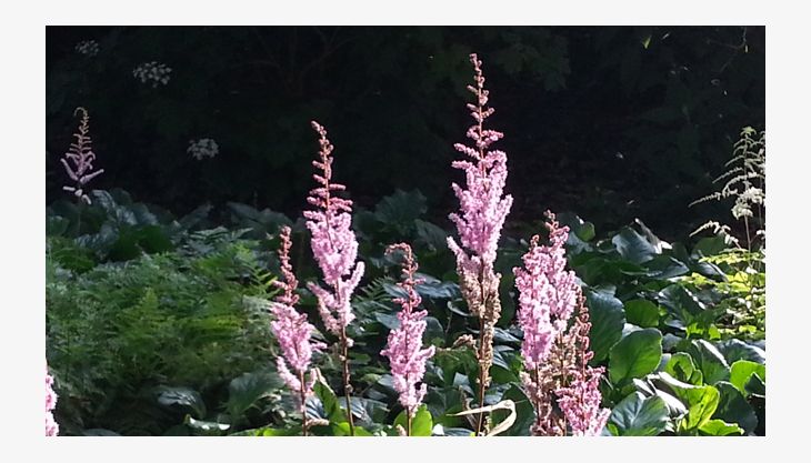 flora