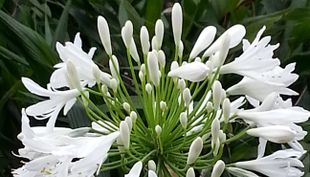 Flora und Botanischer Garten - Köln (6)