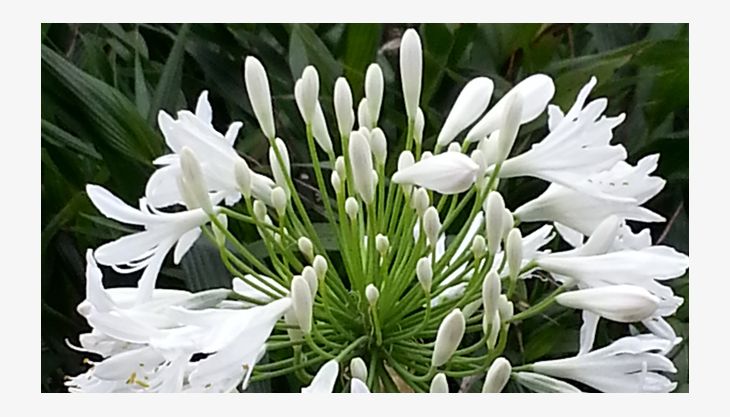 flora