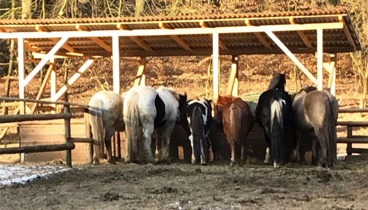 Kindergeburtstag auf dem Ponyhof - Ponyhof Meyers Park (8)