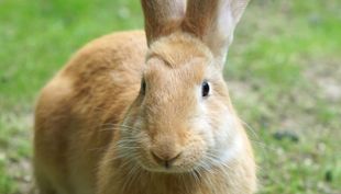 tierpark fauna